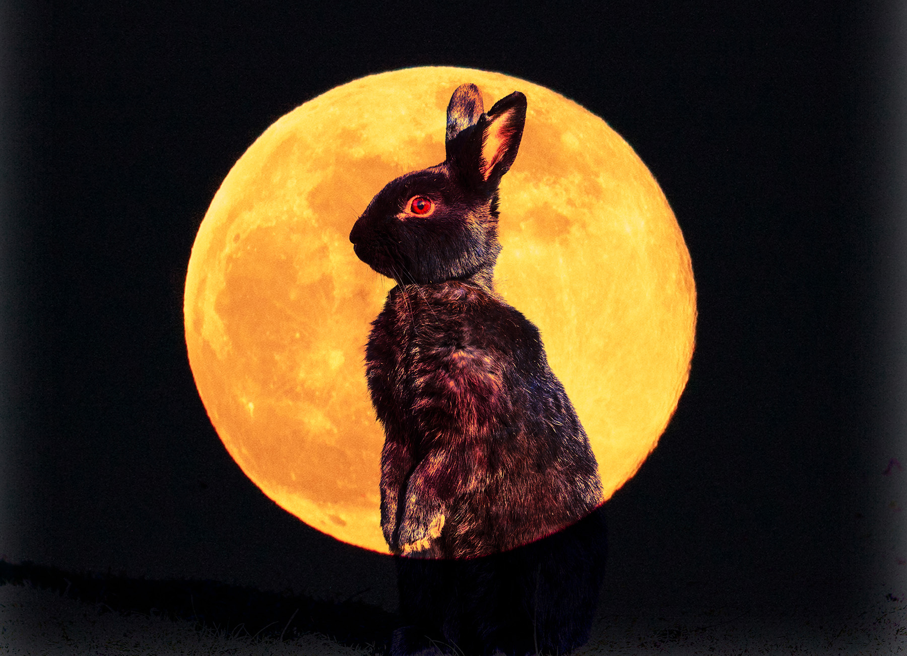 Hare Moon