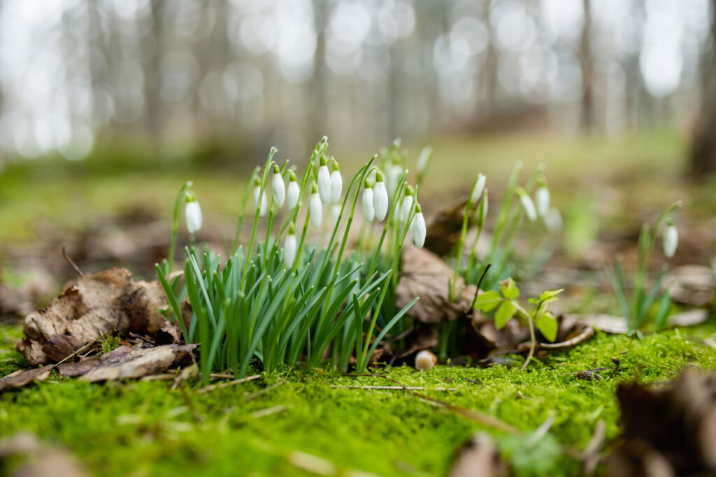 Spring Snowdrops