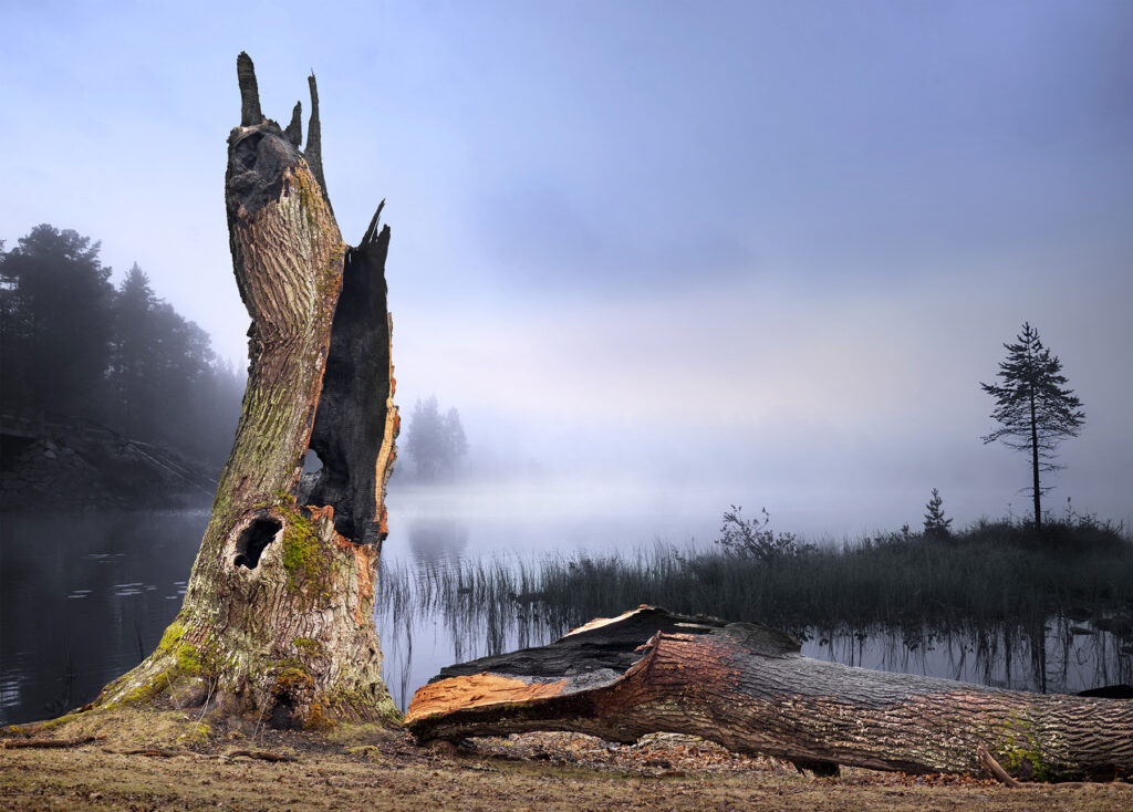 The Lightning-Struck Oak