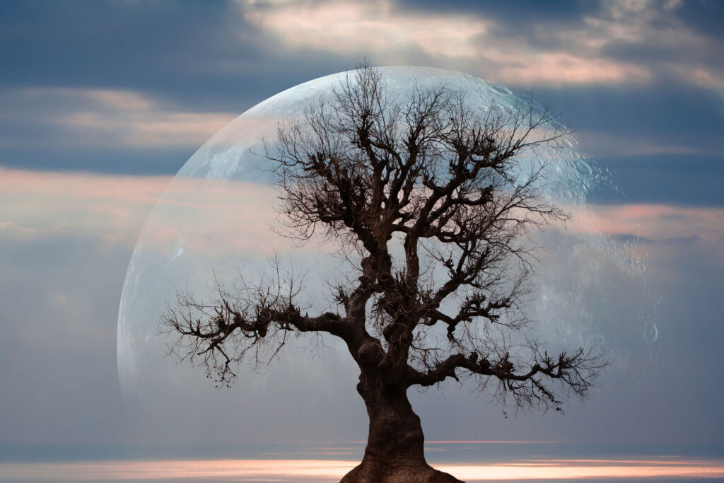 Lone tree