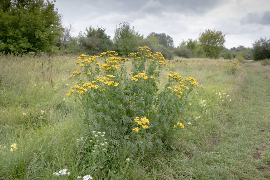 Tansy